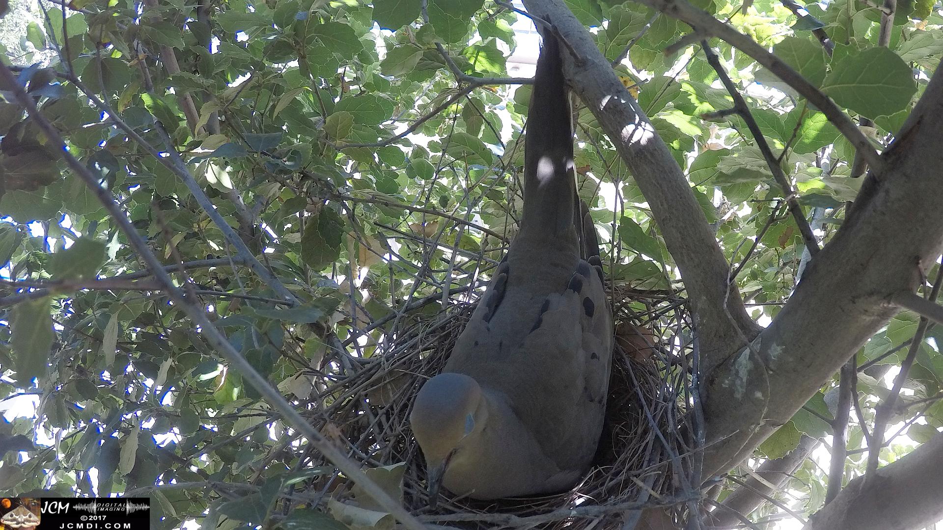 Dove sitting on Scrubjay nest